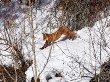 Экопарк «Егошихинская долина» и встреча с лисом в городе